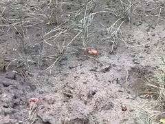 -北海金海湾红树林生态旅游区