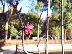 -南汇桃花村