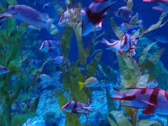 -海合安成都极地海洋公园