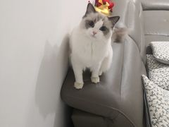 -糯米喵星人总部直营旗舰店·猫舍·幼猫出售