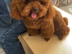 -瑞鹏宠物医院·超声·骨科·奇麟分院(蜀都万达店)