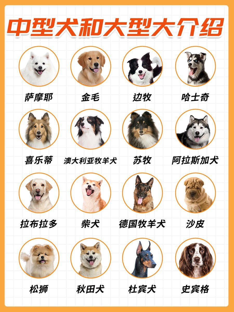 🦺中大型犬全知道