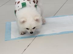 -怪兽屋·羊驼·猫咖·狗咖(俊华广场店)