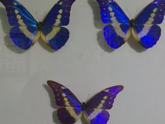 android_upload_pic-上海昆虫博物馆