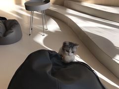 -飞行喵MR PILOT|猫舍·猫咖(静安大融城店)