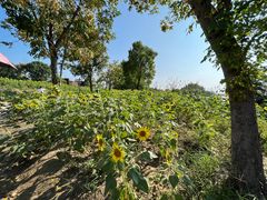-杭州湾海上花田景区