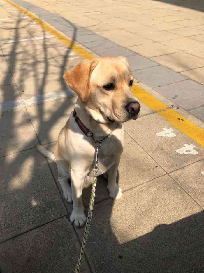 小王宠物店(马涧分店)-"【项目】洗澡带狗子来洗澡!冲了卡,30.