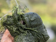 -十里琅珰
