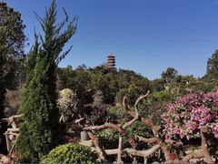 -深圳仙湖植物园