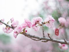-天适樱花悠乐园