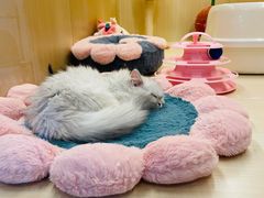 -momokira米努特·德文卷毛猫·棉花面纱犬