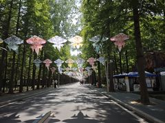 -日照海滨国家森林公园