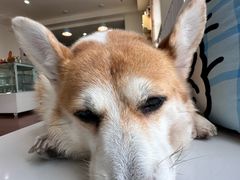 -汪说·狗咖·拼豆·宠物周边DIY(旺城大厦店)