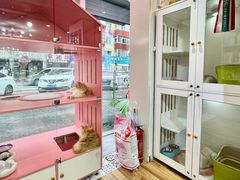 -青奢宠物·青奢猫舍