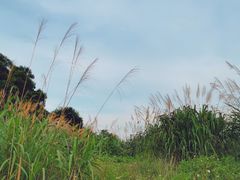 -花竹村