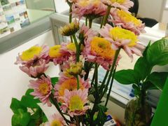 -成都濑川外国语学校