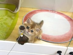 -青奢宠物·青奢猫舍