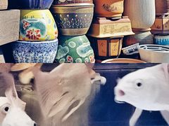 -桂林市花鸟市场