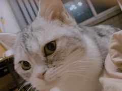 -瑞派·关忠动物医院·异宠专科·犬猫肿瘤·皮肤专科(望京店)