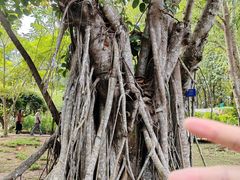 -中国科学院西双版纳热带植物园