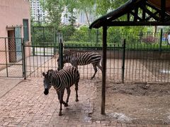 -青藏高原野生动物园