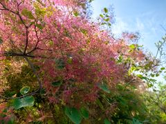 -白水寺森林公园