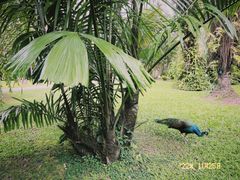 -中国科学院西双版纳热带植物园