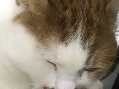-莘程宠物医院(金山店)