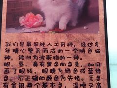 -猫咪博物馆(顶澳仔猫街店)