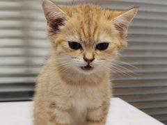 -pd派德宠物中心医院24H急重症·眼科中心·血液透析中心(嵩山北路店)