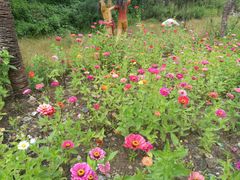 -马文章胖子甑糕(洒金桥店)