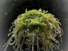 -杭州植物园