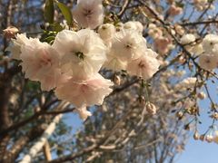 -天适樱花悠乐园