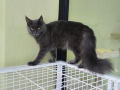 -东方名猫馆·英短金渐层布偶猫舍(环线广场1号楼店)