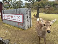 -奈良公园