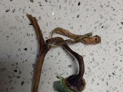 -乐乐鲜果水果超市(河北店)