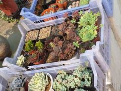 -长宁东道花卉宠物市场