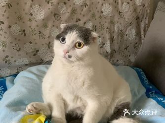 年龄：3岁有余 特征：爱咬人爱挠人（假装）