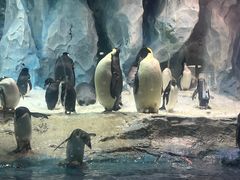 -帝企鹅自助餐厅•儿童岛•真企鹅(长隆企鹅酒店)