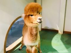 -藦茜花园宠物主题亲子互动体验馆(国顺东路店)