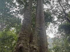 -凤栖山