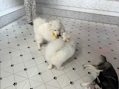 -毛绒耶耶撸宠馆·猫咖·狗咖·荷兰猪咖