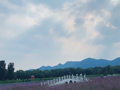 -北京东方普罗旺斯薰衣草庄园