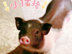 -浣熊柯尔鸭土拨鼠·电玩咖