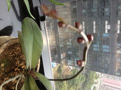 iphone_upload_pic-清水蘭軒