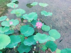 -羊亭河湿地公园