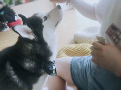 -Husky Go! 哈士奇体验馆·宠物咖啡厅狗咖
