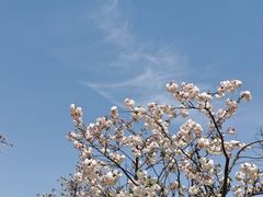 -顾村公园
