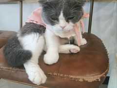 -共舞时光猫咖·狗咖(新街口店)
