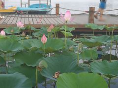 -蒲河岛湿地公园